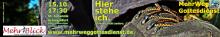 Ein alter Schuh
